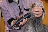 CANICHE - TOILETTAGE 022